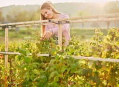 Erweiterung Für Berry Buddy 14 Erweiterung Für Berry Buddy -Pflanzensamen Rabatt gusta garden berry buddy erweiterung 1608440 de