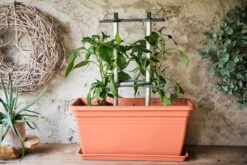 Chili Buddy -Pflanzensamen Rabatt gusta garden chili buddy 1608478 de