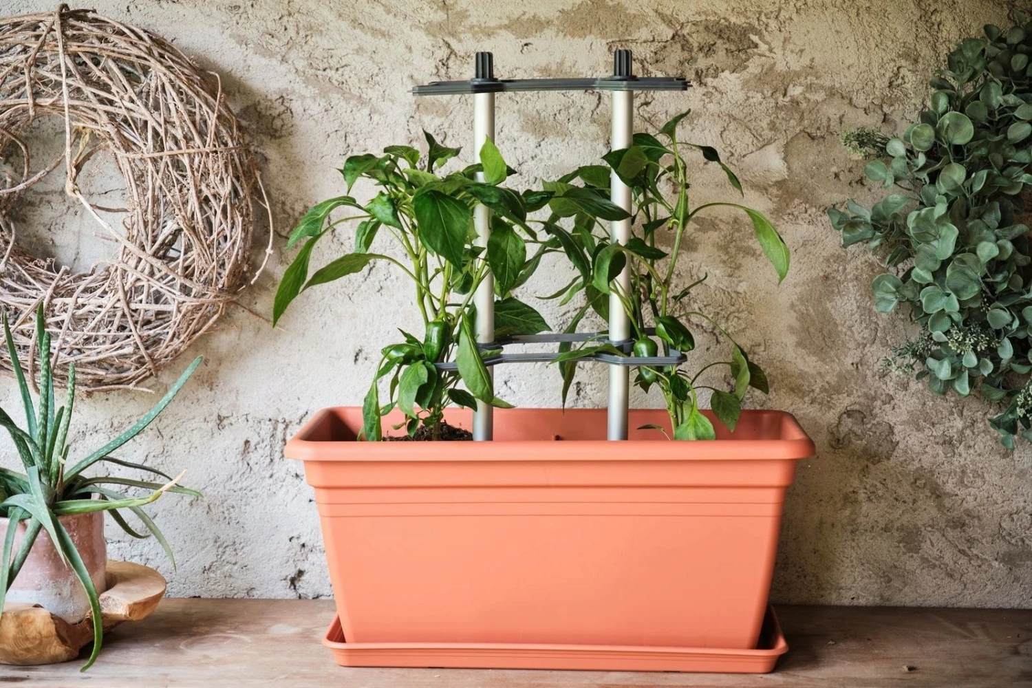 Chili Buddy - 3er Set 4 Chili Buddy - 3er Set – Bild 2