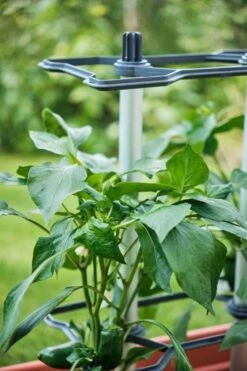 Chili Buddy - 3er Set 15 Chili Buddy - 3er Set -Pflanzensamen Rabatt gusta garden chili buddy 3er set 1 set 1695247 de