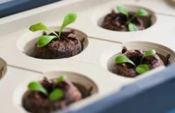 Kokos-Quelltöpfe -Pflanzensamen Rabatt gusta garden kokos quelltoepfe 1411683 de