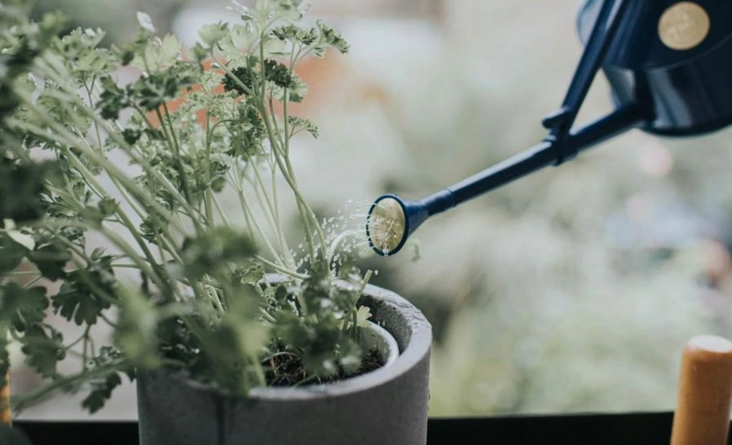 Indoor-Gießkanne "The Langley Sprinkler" - 0.7 L, Blau 6 Indoor-Gießkanne "The Langley Sprinkler" - 0.7 L, Blau – Bild 4