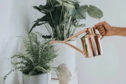 Indoor Kupfer Gießkanne "The Fazeley Flow", 1 Liter -Pflanzensamen Rabatt haws indoor kupfer giesskanne the fazeley flow 1 l 1669403 de