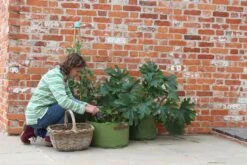 Gemüsepflanztaschen Im 3er Set, 3 Stück 8 Gemüsepflanztaschen Im 3er Set, 3 Stück -Pflanzensamen Rabatt haxnicks gemuesepflanztaschen im 3er set 3 st 1666016 de