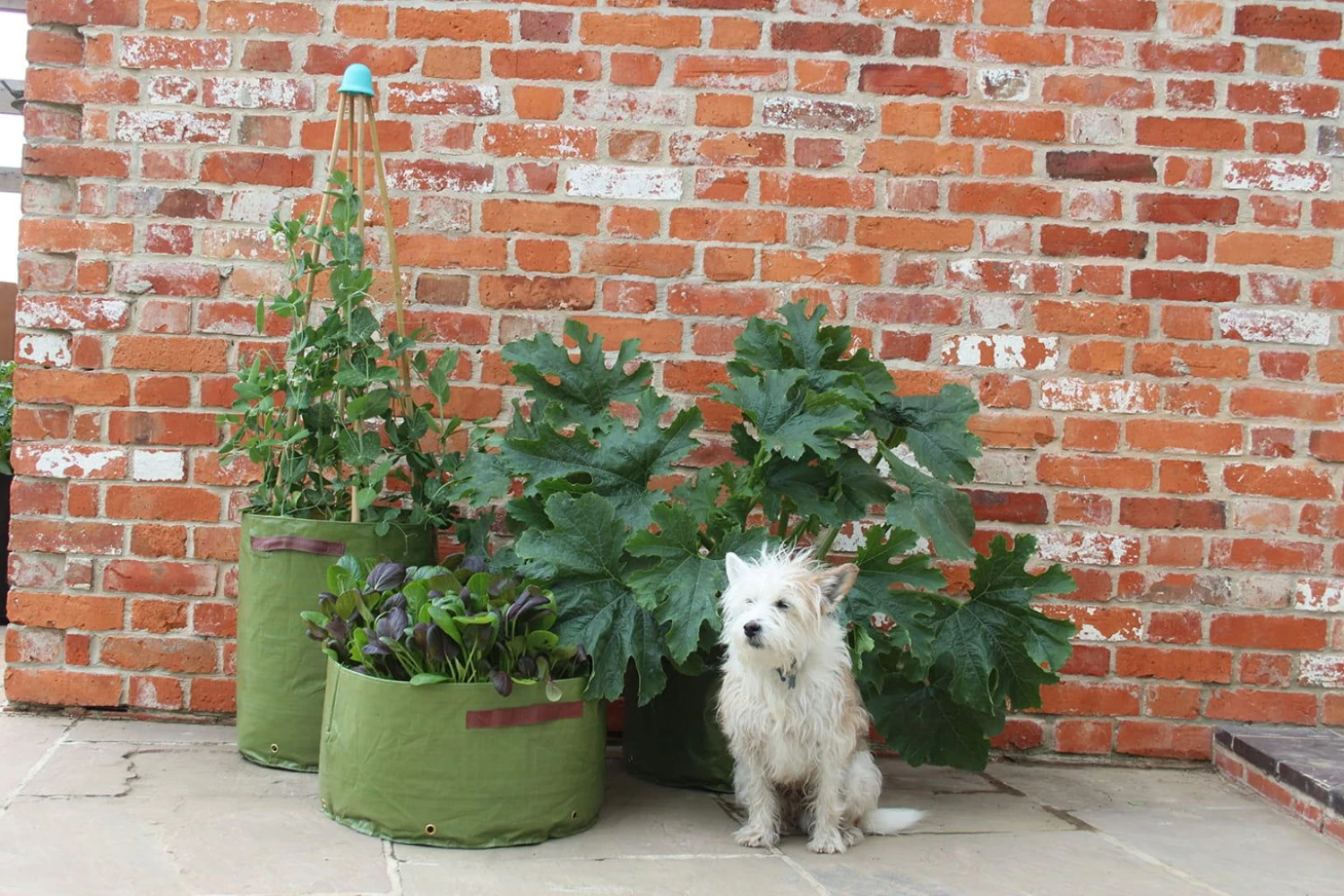 Gemüsepflanztaschen Im 3er Set, 3 Stück 4 Gemüsepflanztaschen Im 3er Set, 3 Stück – Bild 2