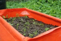 Karottenpflanztasche Im 2er Set, 2 Stück -Pflanzensamen Rabatt haxnicks karottenpflanztasche im 2er set 2 st 1666038 de