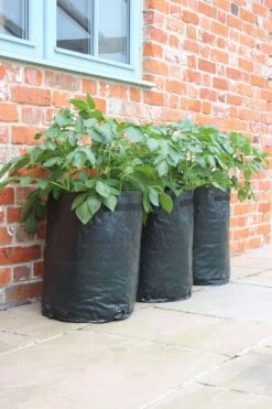 Kartoffelpflanztaschen Im 3er Set, 3 Stück 13 Kartoffelpflanztaschen Im 3er Set, 3 Stück -Pflanzensamen Rabatt haxnicks kartoffelpflanztaschen im 3er set 3 st 1666022 de