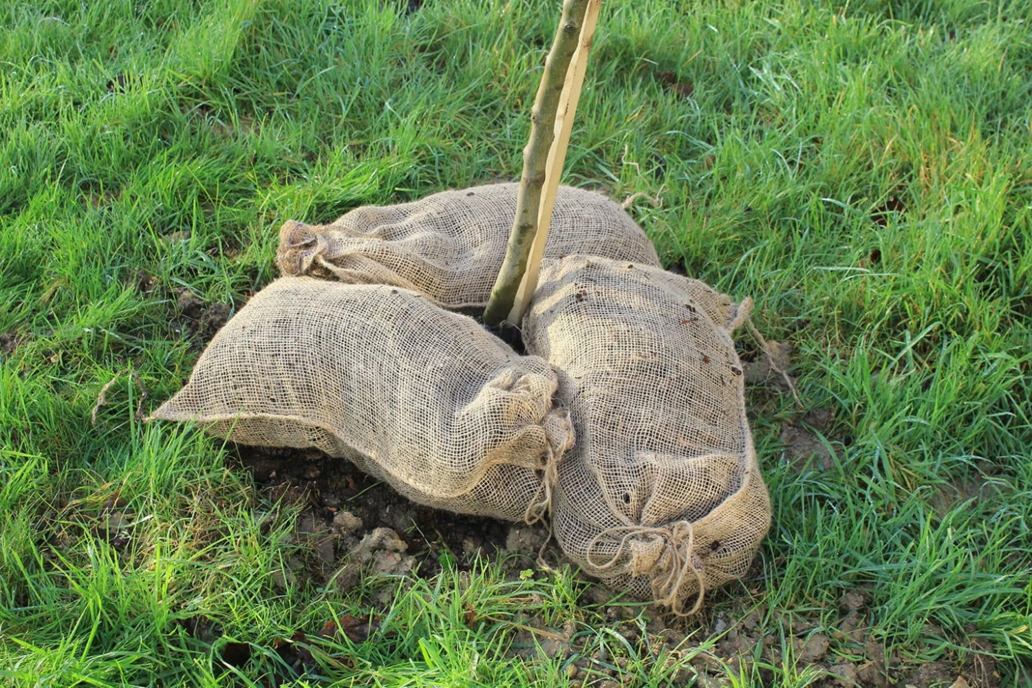 Kompostsäcke, 3 Stück 5 Kompostsäcke, 3 Stück – Bild 3