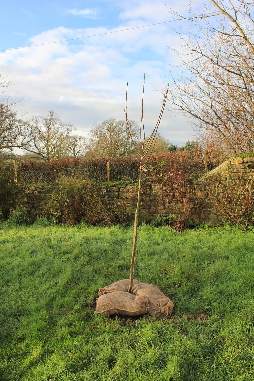 Kompostsäcke, 3 Stück 6 Kompostsäcke, 3 Stück – Bild 4