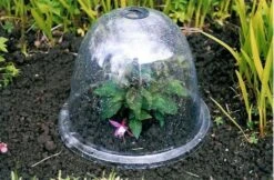 Originale Viktorianische Pflanzglocke, 3 Stück -Pflanzensamen Rabatt haxnicks originale viktorianische pflanzglocke 1651551 de