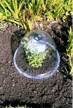 Originale Viktorianische Pflanzglocke, 3 Stück -Pflanzensamen Rabatt haxnicks originale viktorianische pflanzglocke 3 st 1666007 de