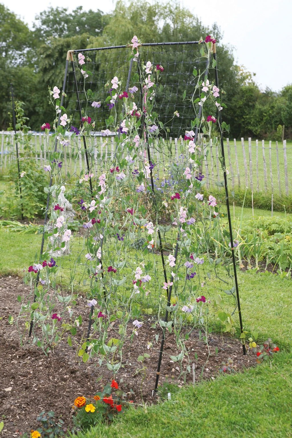 Rankhilfe Für Bohnen, Erbsen & Zuckererbsen 4 Rankhilfe Für Bohnen, Erbsen & Zuckererbsen – Bild 2