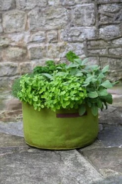 Vigoroot Kräuterpflanztasche 7 Vigoroot Kräuterpflanztasche -Pflanzensamen Rabatt haxnicks vigoroot kraeuterpflanztasche 1652240 de