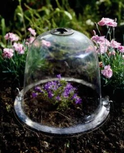 Viktorianische Pflanzglocke "Baby", 3 Stück -Pflanzensamen Rabatt haxnicks viktorianische pflanzglocke baby 3 st 1665999 de