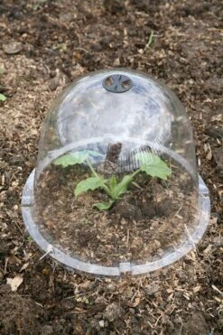 Viktorianische Pflanzglocke "King Size", 2 Stück -Pflanzensamen Rabatt haxnicks viktorianische pflanzglocke king size 2 st 1666009 de