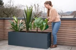 Pflanzkasten 50 X 150 X 50, Anthrazit 21 Pflanzkasten 50 X 150 X 50, Anthrazit -Pflanzensamen Rabatt herstera pflanzkasten 50 x 150 x 50 anthrazit 1294042 de