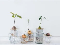 "Helios" Wachstumsscheibe Aus Messing -Pflanzensamen Rabatt house of thol helios wachstumsscheibe aus messing 1541463 de