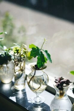 "Helios" Wachstumsscheibe Aus Messing -Pflanzensamen Rabatt house of thol helios wachstumsscheibe aus messing 1541471 de