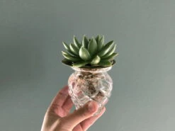 "Helios" Wachstumsscheibe Aus Messing -Pflanzensamen Rabatt house of thol helios wachstumsscheibe aus messing 1541475 de