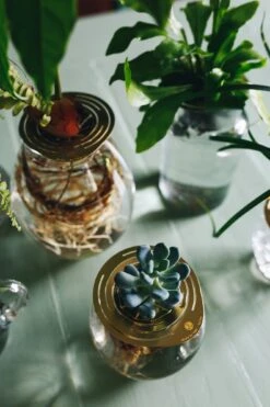 "Helios" Wachstumsscheibe Aus Messing -Pflanzensamen Rabatt house of thol helios wachstumsscheibe aus messing 1541495 de