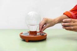 "Patella Crescenda" - Natürliches Keimset -Pflanzensamen Rabatt house of thol patella crescenda natuerliches keimset 1541824 de