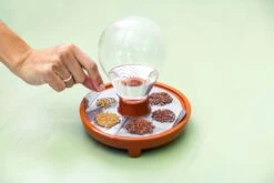 "Patella Crescenda" - Natürliches Keimset -Pflanzensamen Rabatt house of thol patella crescenda natuerliches keimset 1541828 de