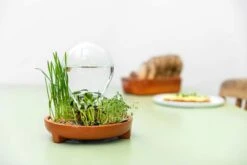 "Patella Crescenda" - Natürliches Keimset -Pflanzensamen Rabatt house of thol patella crescenda natuerliches keimset 1541860 de