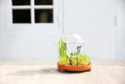 "Patella Crescenda" - Natürliches Keimset -Pflanzensamen Rabatt house of thol patella crescenda natuerliches keimset 1541864 de