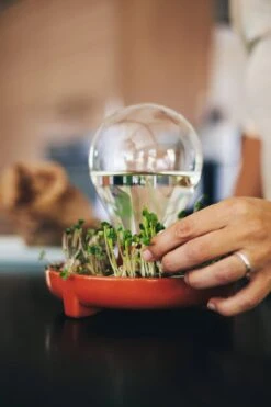 "Patella Crescenda" - Natürliches Keimset -Pflanzensamen Rabatt house of thol patella crescenda natuerliches keimset 1541892 de