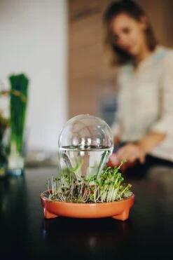 "Patella Crescenda" - Natürliches Keimset -Pflanzensamen Rabatt house of thol patella crescenda natuerliches keimset 1541926 de