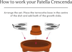 "Patella Crescenda" - Natürliches Keimset -Pflanzensamen Rabatt house of thol patella crescenda natuerliches keimset 1682822 de