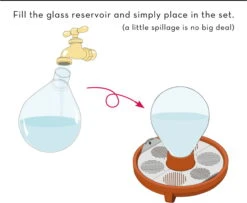 "Patella Crescenda" - Natürliches Keimset -Pflanzensamen Rabatt house of thol patella crescenda natuerliches keimset 1682823 de