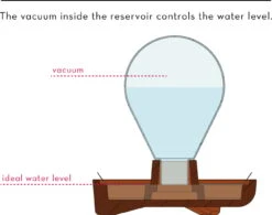"Patella Crescenda" - Natürliches Keimset -Pflanzensamen Rabatt house of thol patella crescenda natuerliches keimset 1682824 de