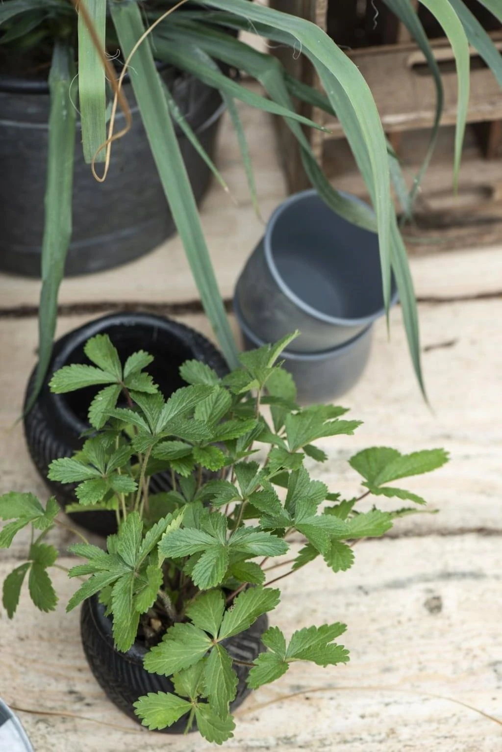 Topf, Medium 4 Topf, Medium – Bild 2