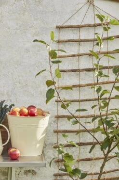 Wandspalier Für Töpfe & Kletterpflanzen -Pflanzensamen Rabatt ib laursen wandspalier fuer toepfe kletterpflanzen 1681796 de