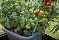 Juliana Erdbodenthermometer -Pflanzensamen Rabatt juliana erdbodenthermometer 1 stk 1439088 de