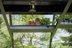 Juliana Gipfelregal Für Gewächshaus -Pflanzensamen Rabatt juliana gipfelregal fuer gewaechshaus 1 stk 1428598 de