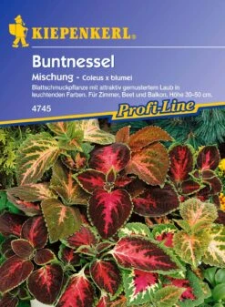Buntnessel -Pflanzensamen Rabatt kiepenkerl buntnessel 1 packung 449817 de