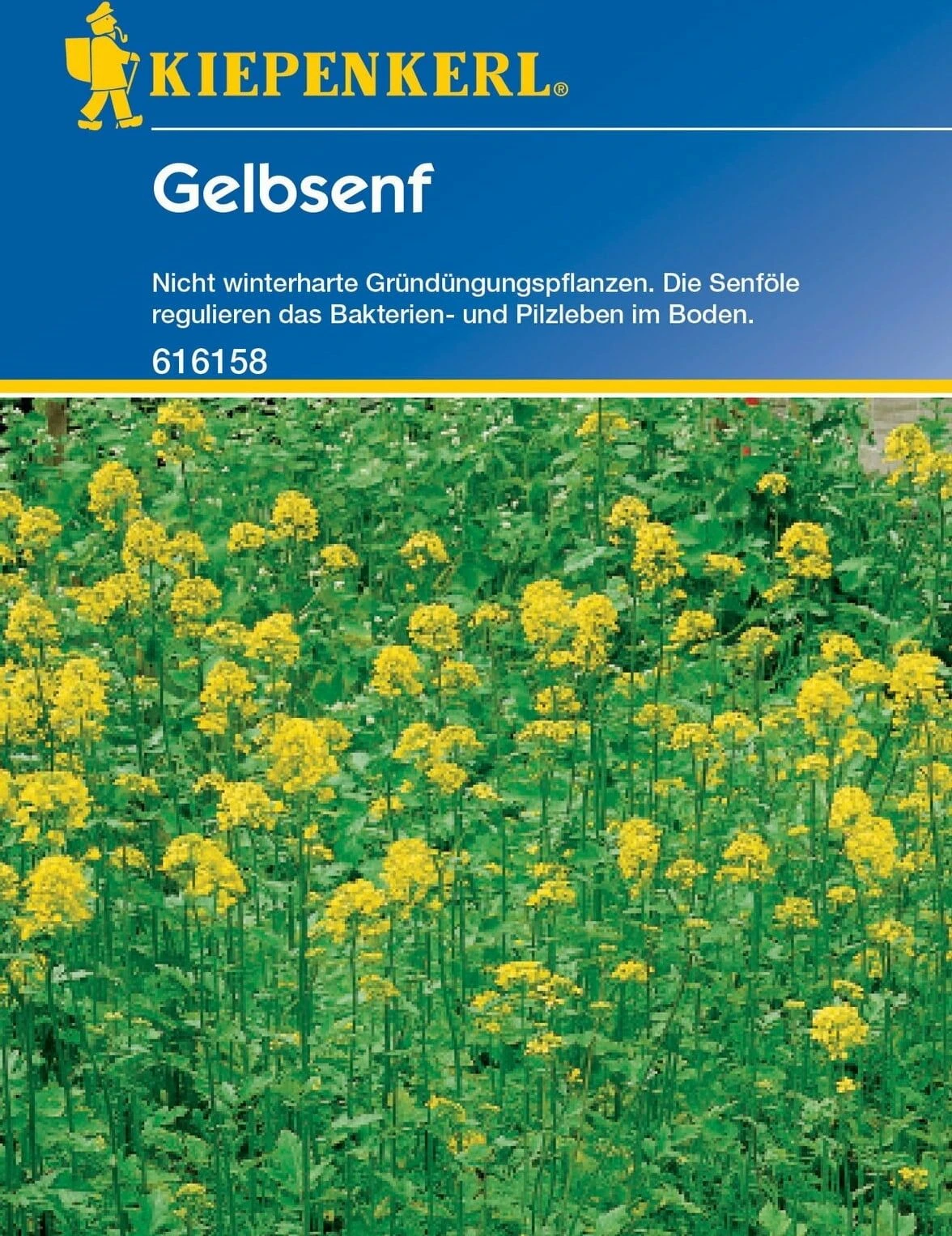 Gelbsenf, 80 G 4 Gelbsenf, 80 G – Bild 2