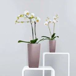 LECHUZA Tischgefäß MAXI CUBI, Weiß Hochglanz 13 LECHUZA Tischgefäß MAXI CUBI, Weiß Hochglanz -Pflanzensamen Rabatt lechuza maxi cubi tischgefaess 1185397 de