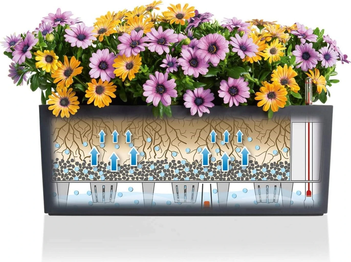 LECHUZA Pflanzgefäß BALCONERA Color 50, Schiefergrau 18 LECHUZA Pflanzgefäß BALCONERA Color 50, Schiefergrau – Bild 16