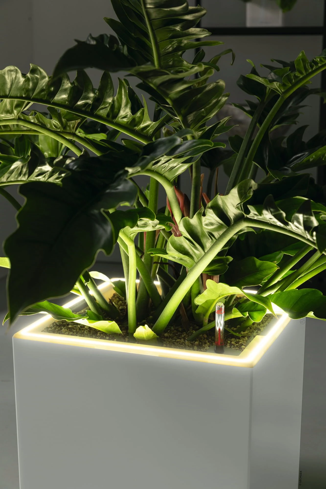 LECHUZA Pflanzgefäß CANTO Premium 40 High, LED, Silber Metallic 7 LECHUZA Pflanzgefäß CANTO Premium 40 High, LED, Silber Metallic – Bild 5