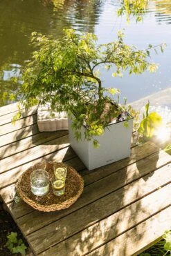 LECHUZA Pflanzgefäß CANTO Stone 40 LED Low, Graphitschwarz -Pflanzensamen Rabatt lechuza pflanzgefaess canto stone 40 led low 1681473 de