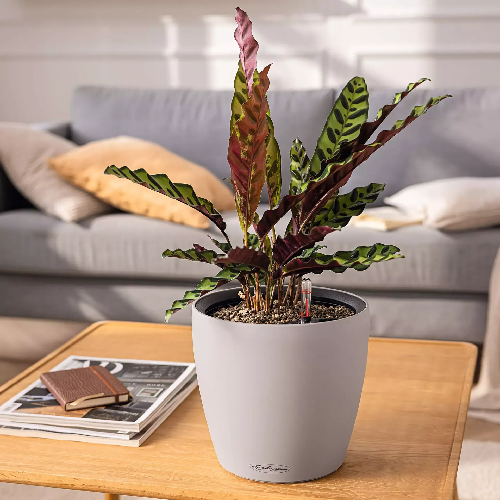 LECHUZA Pflanzgefäß CLASSICO Color LS 28, Sandbraun 7 LECHUZA Pflanzgefäß CLASSICO Color LS 28, Sandbraun – Bild 5