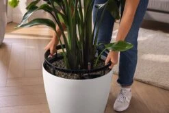 LECHUZA Pflanzgefäß CLASSICO Color LS 35, Sandbraun 14 LECHUZA Pflanzgefäß CLASSICO Color LS 35, Sandbraun -Pflanzensamen Rabatt lechuza pflanzgefaess classico color ls 35 muskat 1617151 de