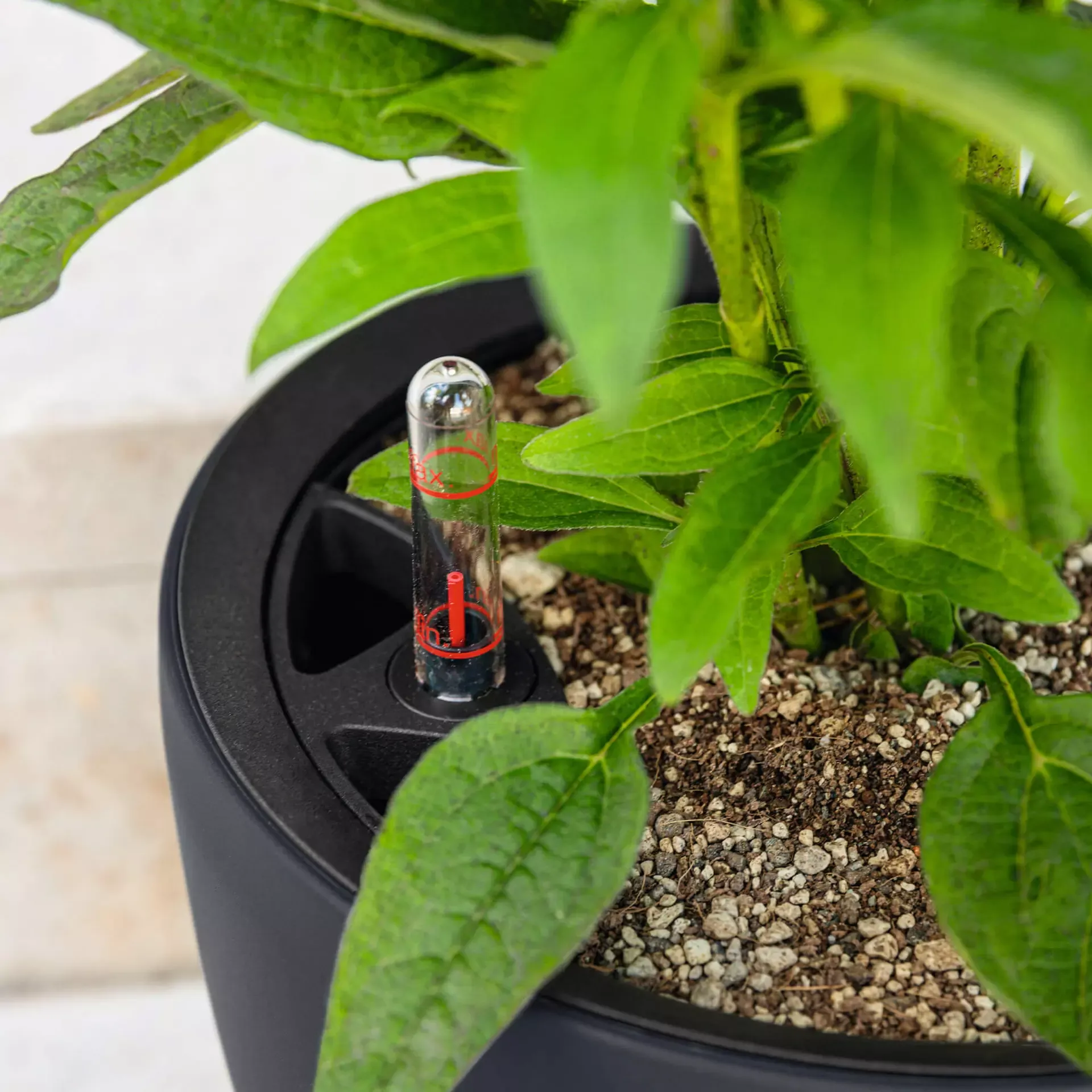 LECHUZA Pflanzgefäß CLASSICO Color LS 43, Sandbraun 9 LECHUZA Pflanzgefäß CLASSICO Color LS 43, Sandbraun – Bild 7