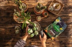 LECHUZA Substrat Cactus-PON, 6 Liter -Pflanzensamen Rabatt lechuza substrat cactus pon 6 liter 1684152 de