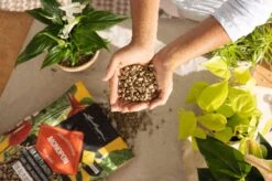 LECHUZA Substrat Mono-PON, 12 Liter -Pflanzensamen Rabatt lechuza substrat mono pon 12 liter 1684149 de