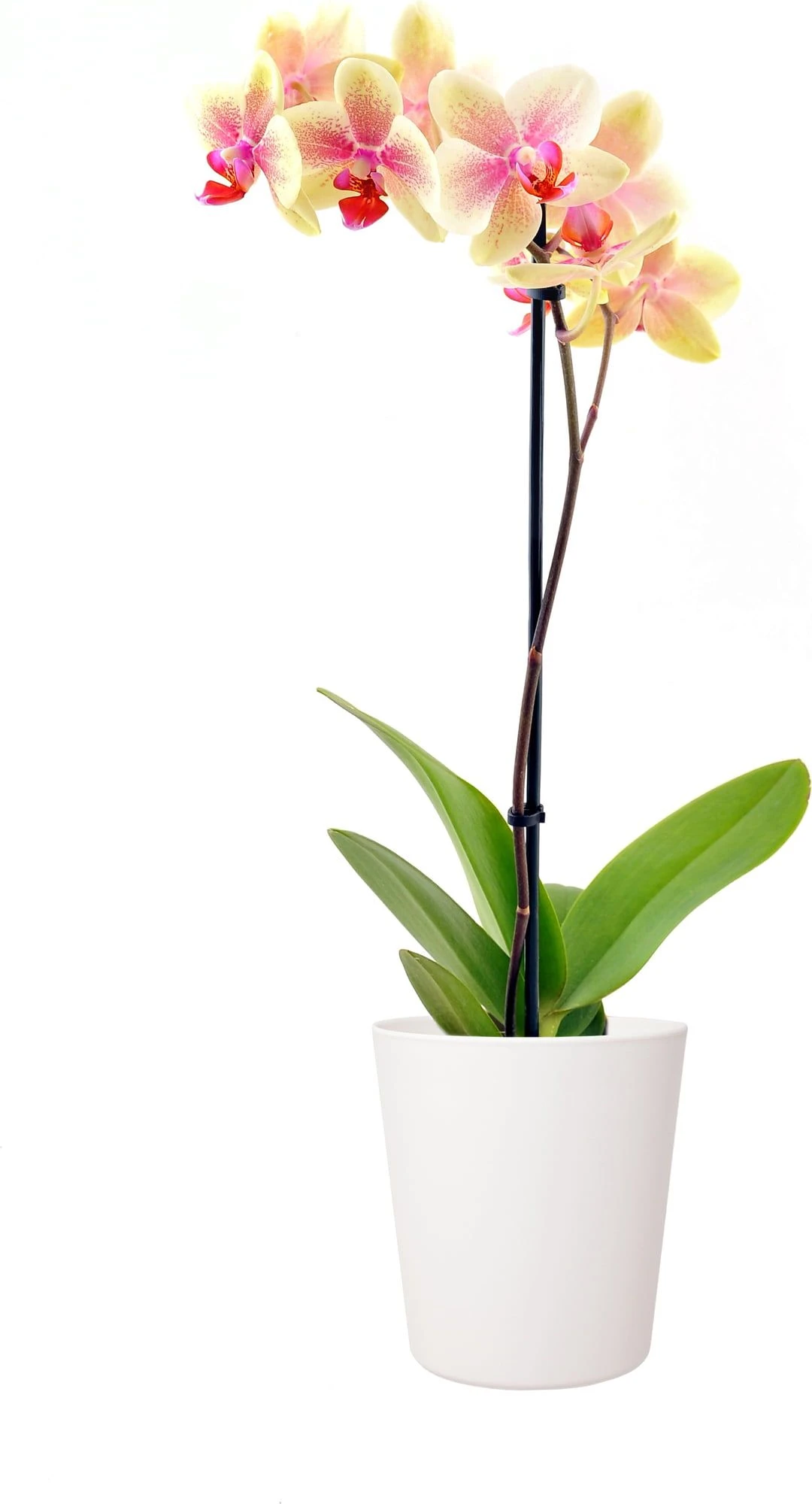 Flori Orchideentopf 13, Anthrazit 4 Flori Orchideentopf 13, Anthrazit – Bild 2