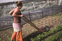 Bio-Gemüse Erfolgreich Direktvermarkten -Pflanzensamen Rabatt loewenzahn verlag bio gemuese erfolgreich direktvermarkten 1 stk 958646 de